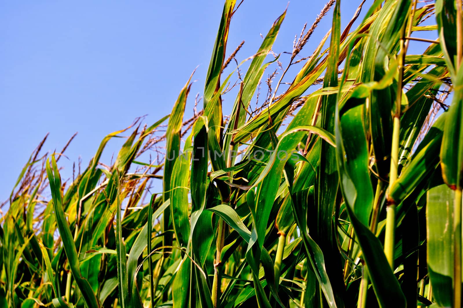 Corn field by RefocusPhoto