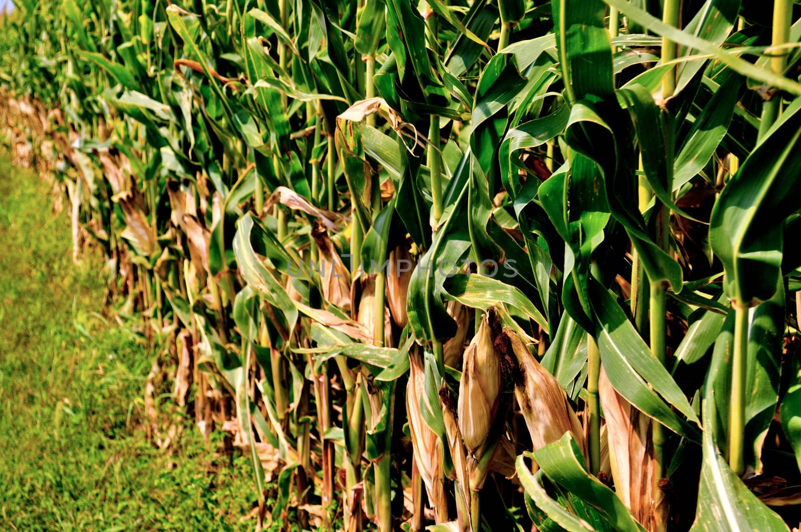 Corn field