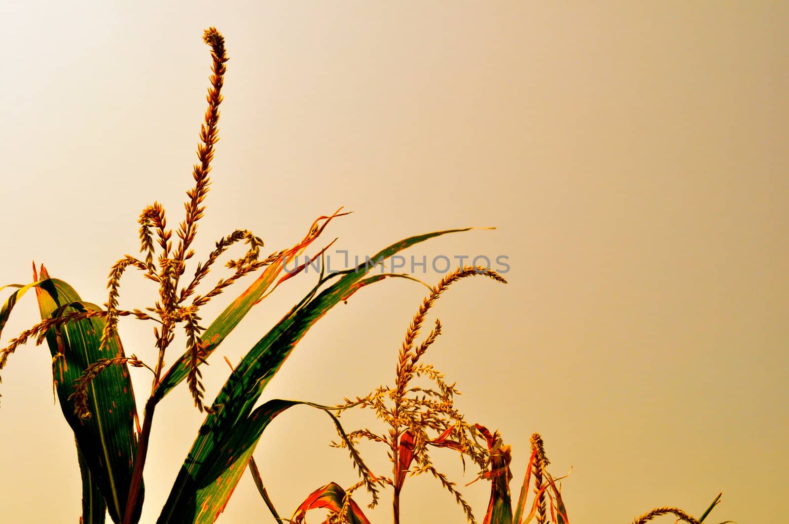 Corn field by RefocusPhoto