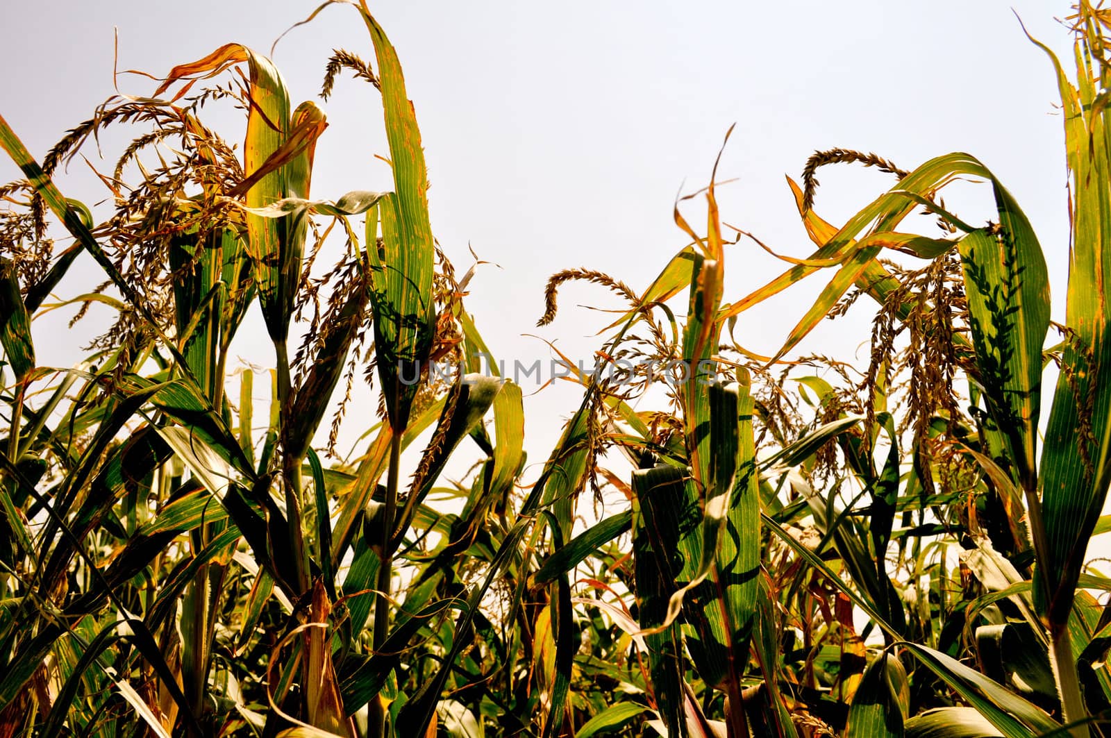 Corn field by RefocusPhoto