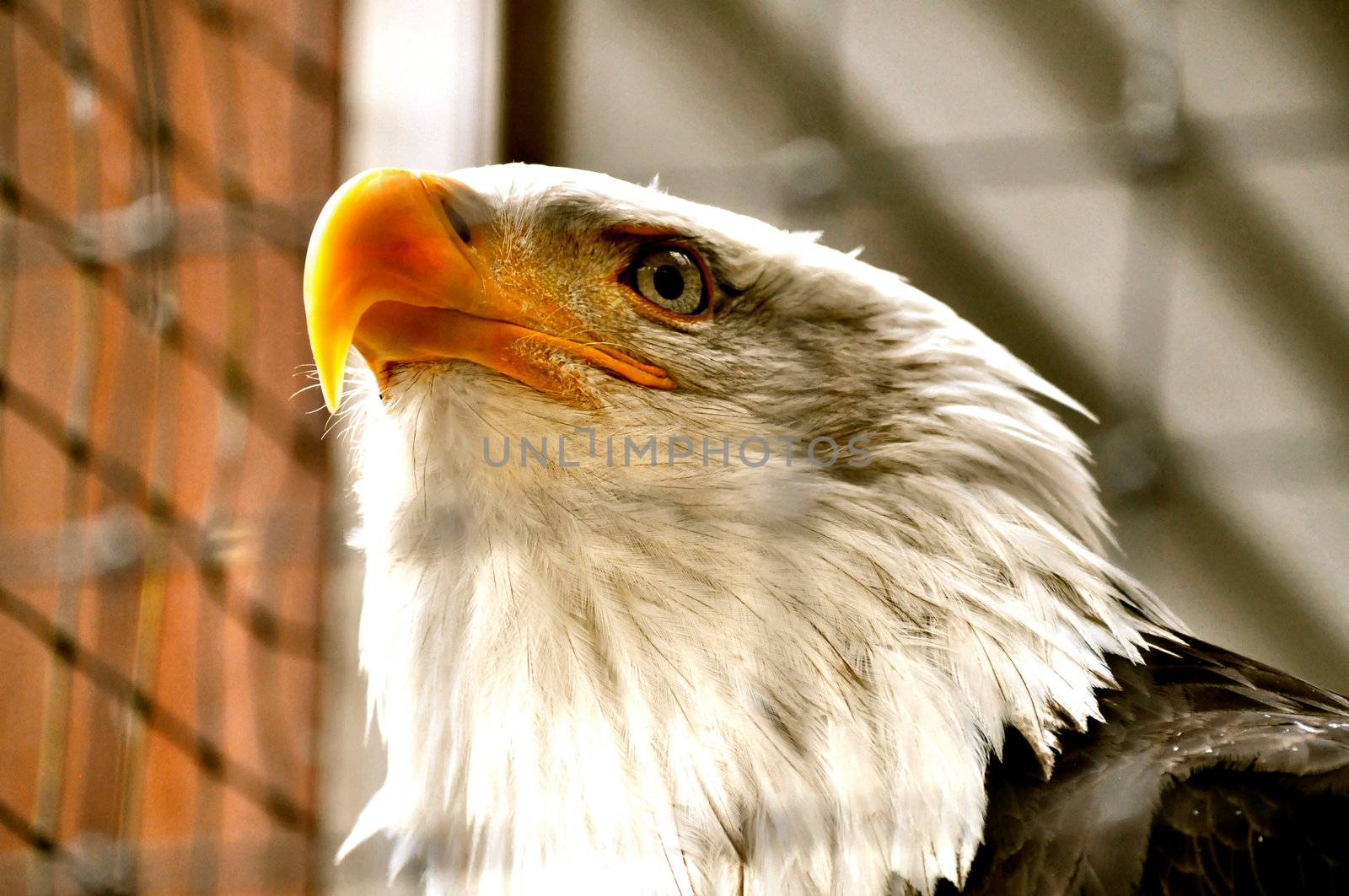 Bald Eagle in Rehabilitation Center by RefocusPhoto