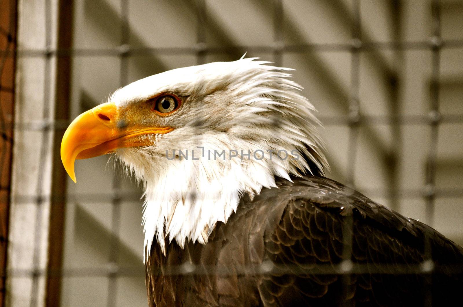 Bald Eagle in Rehabilitation Center