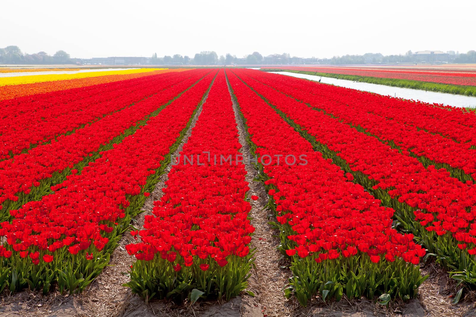 Typical Dutch bulb field with red tulips