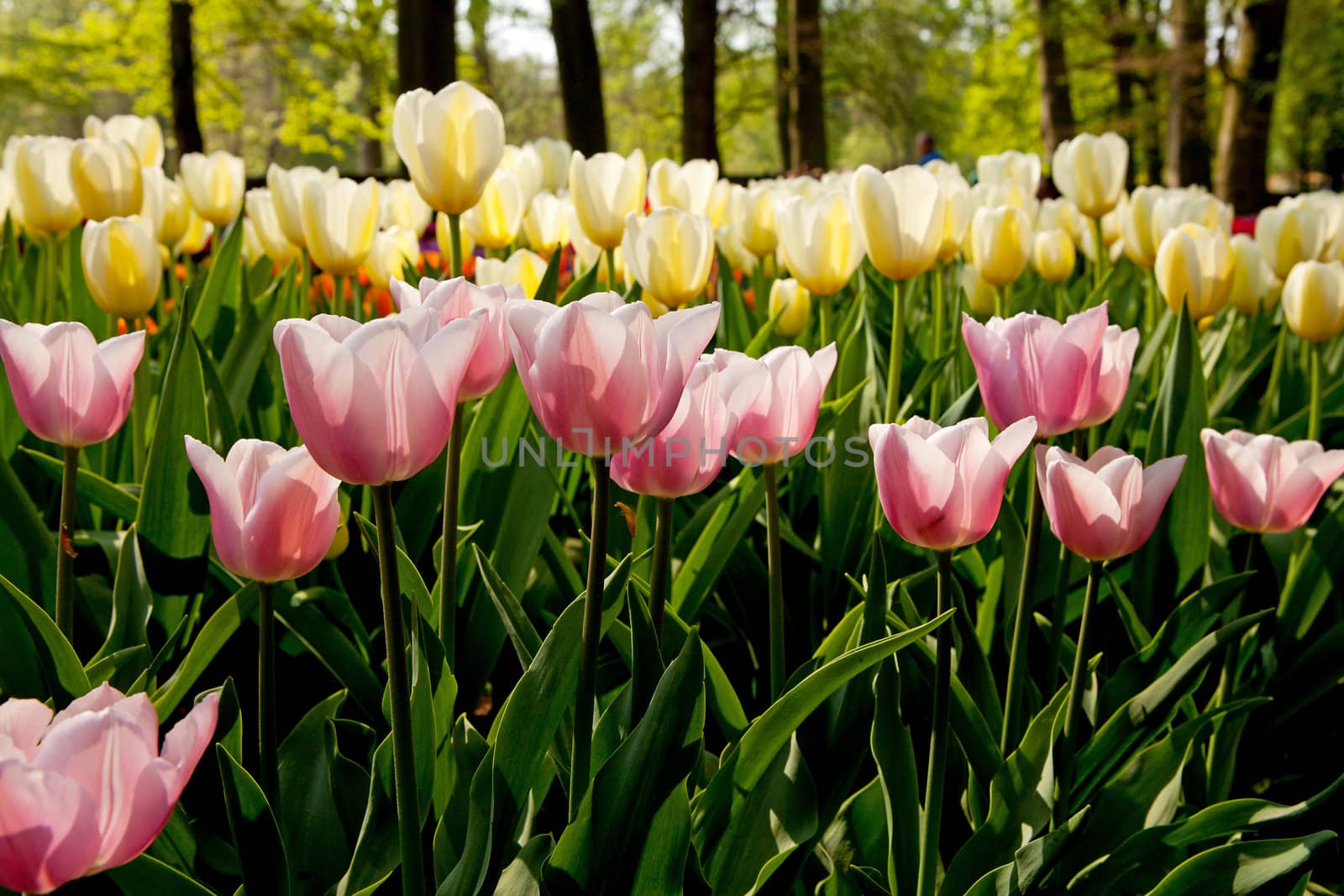 Beautiful pink and yellow Dutch tulips in Keukenhof garden