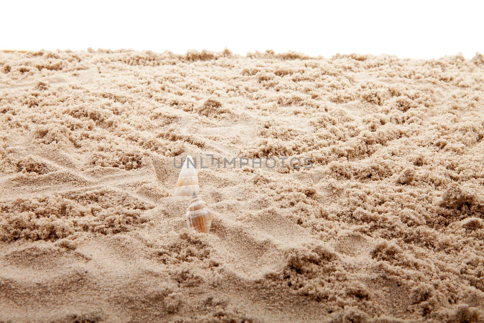 Beach sand in closeup with shells over white background