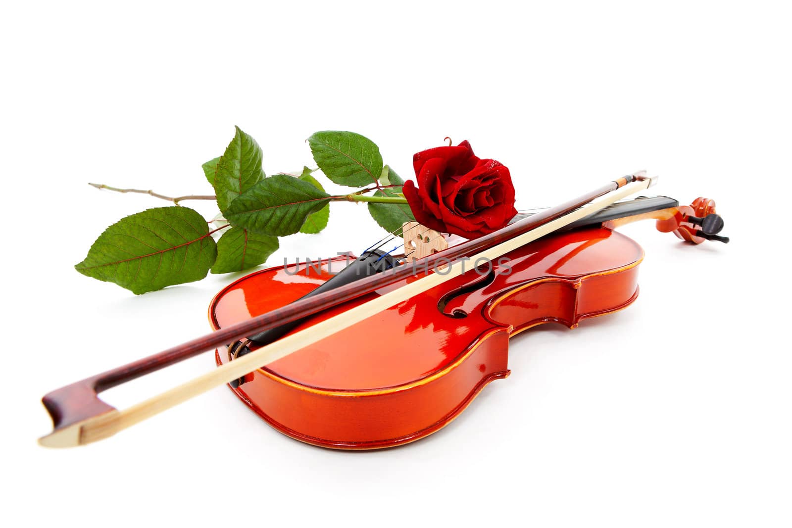 violin and red rose isolated on white background