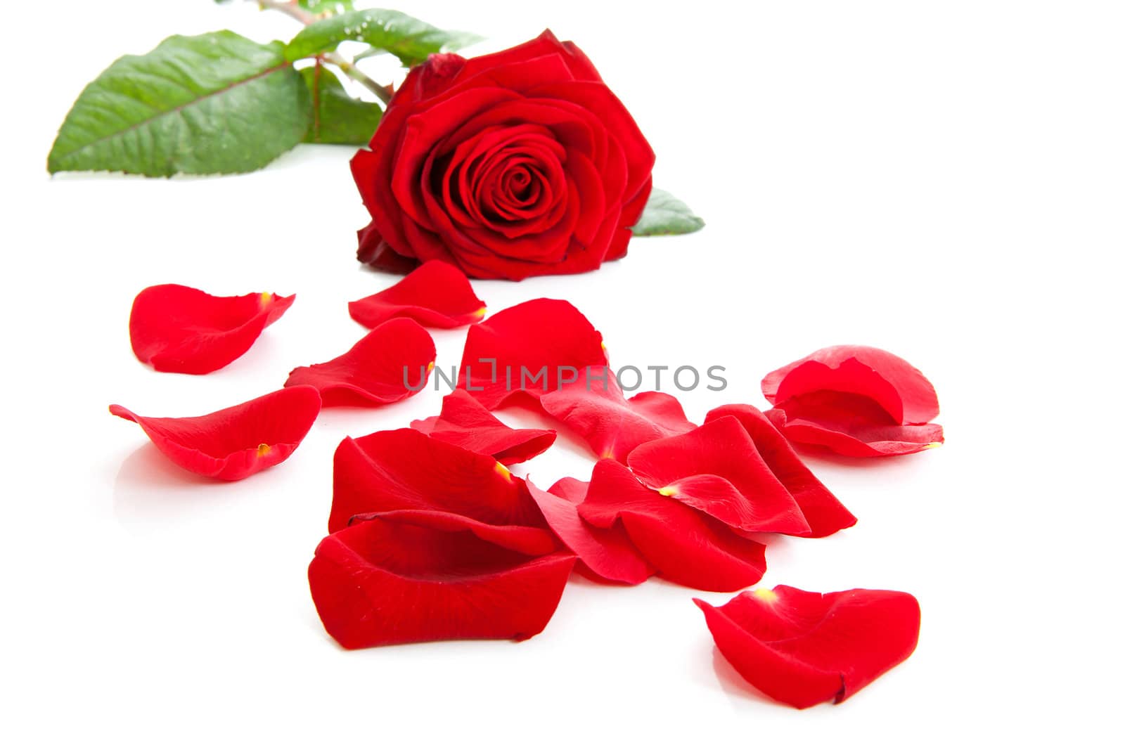 Red rose with fallen leaves over white background