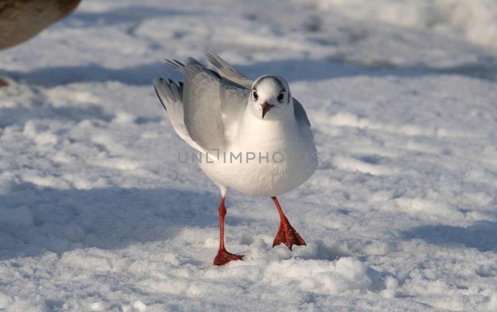 Seagulls on a background of the snow