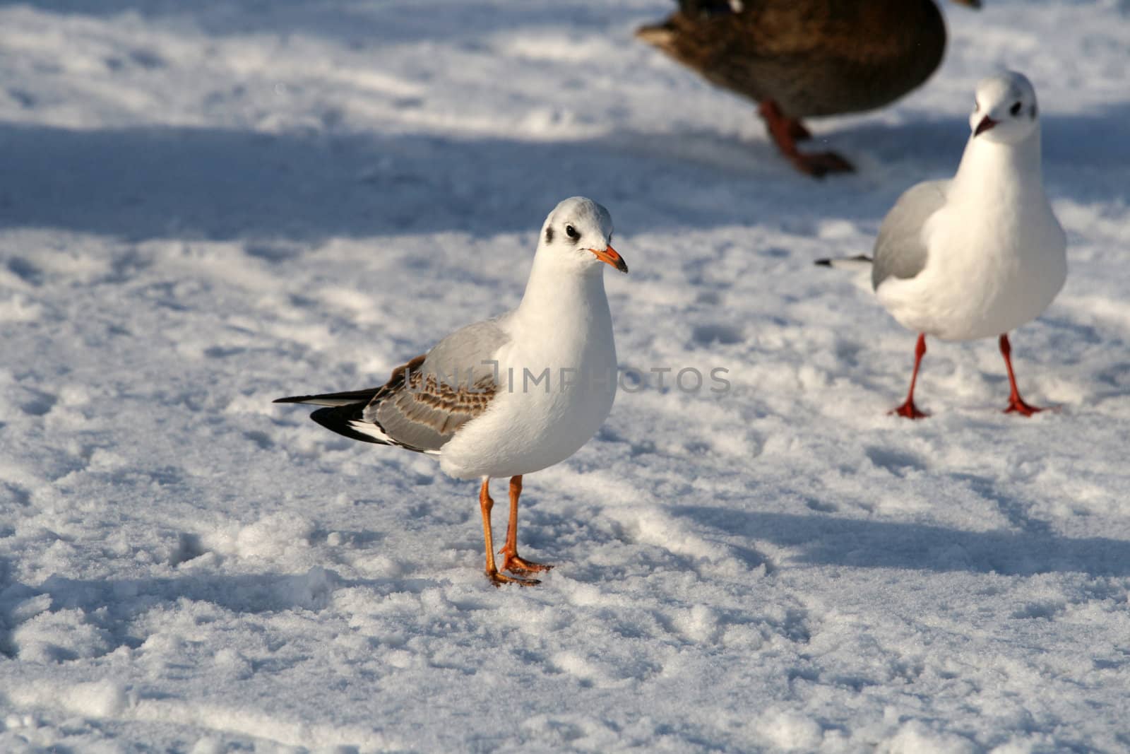 Seagulls on a background of the snow