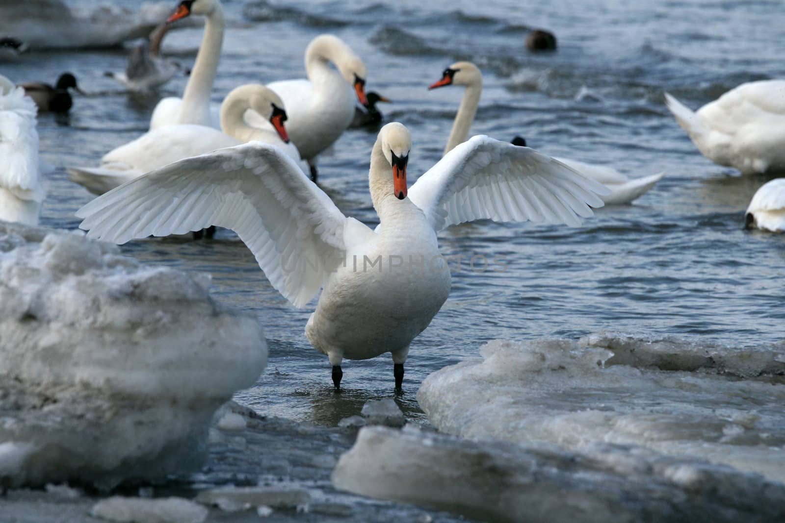 White swan  by andrei_kolyvanov