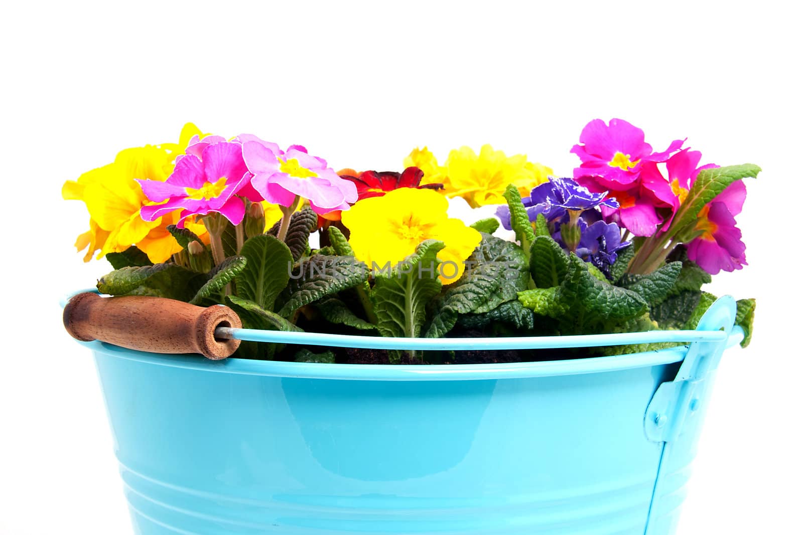 Colorful Primula flowers in closeup over white background