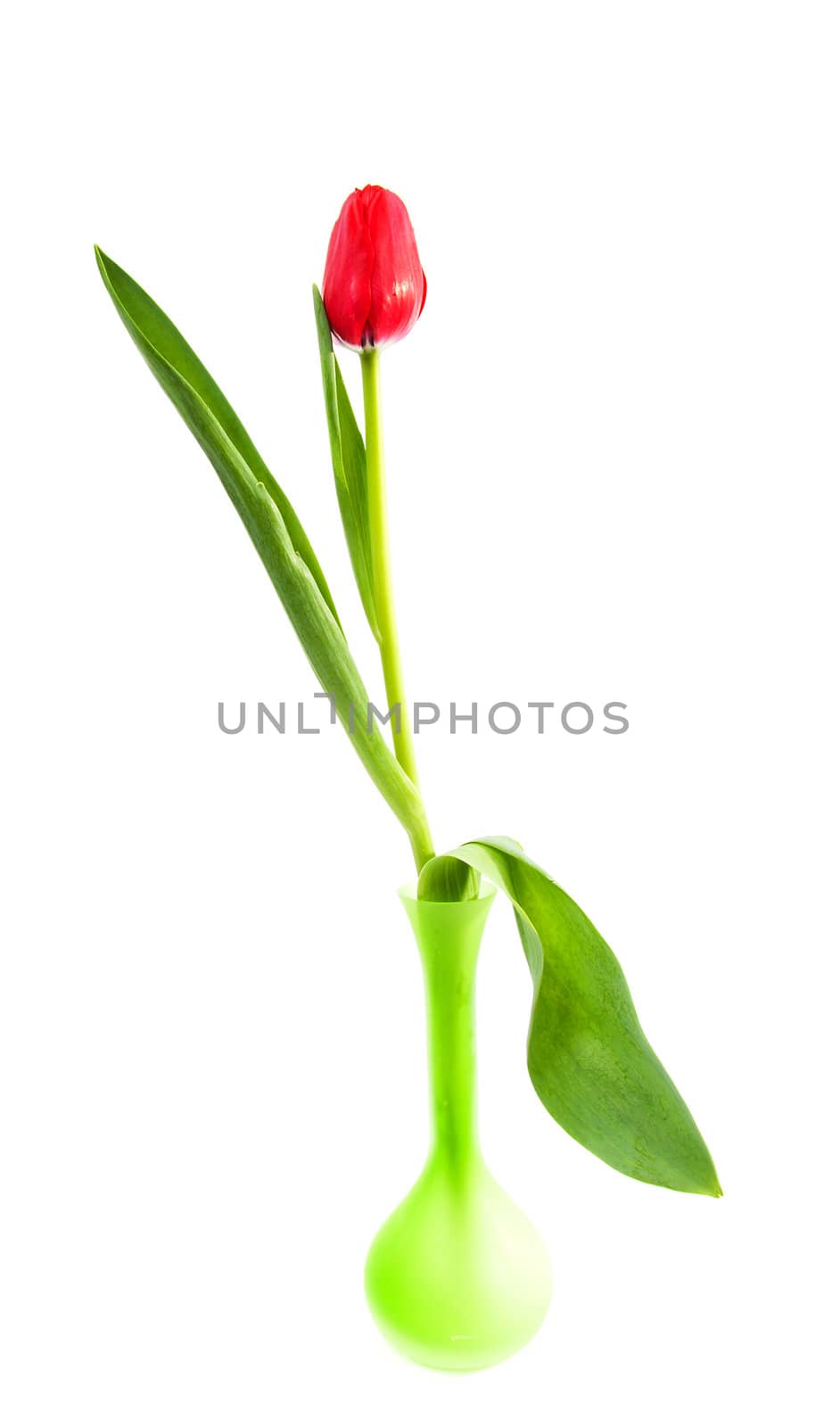 One red tulip in green vase over white background