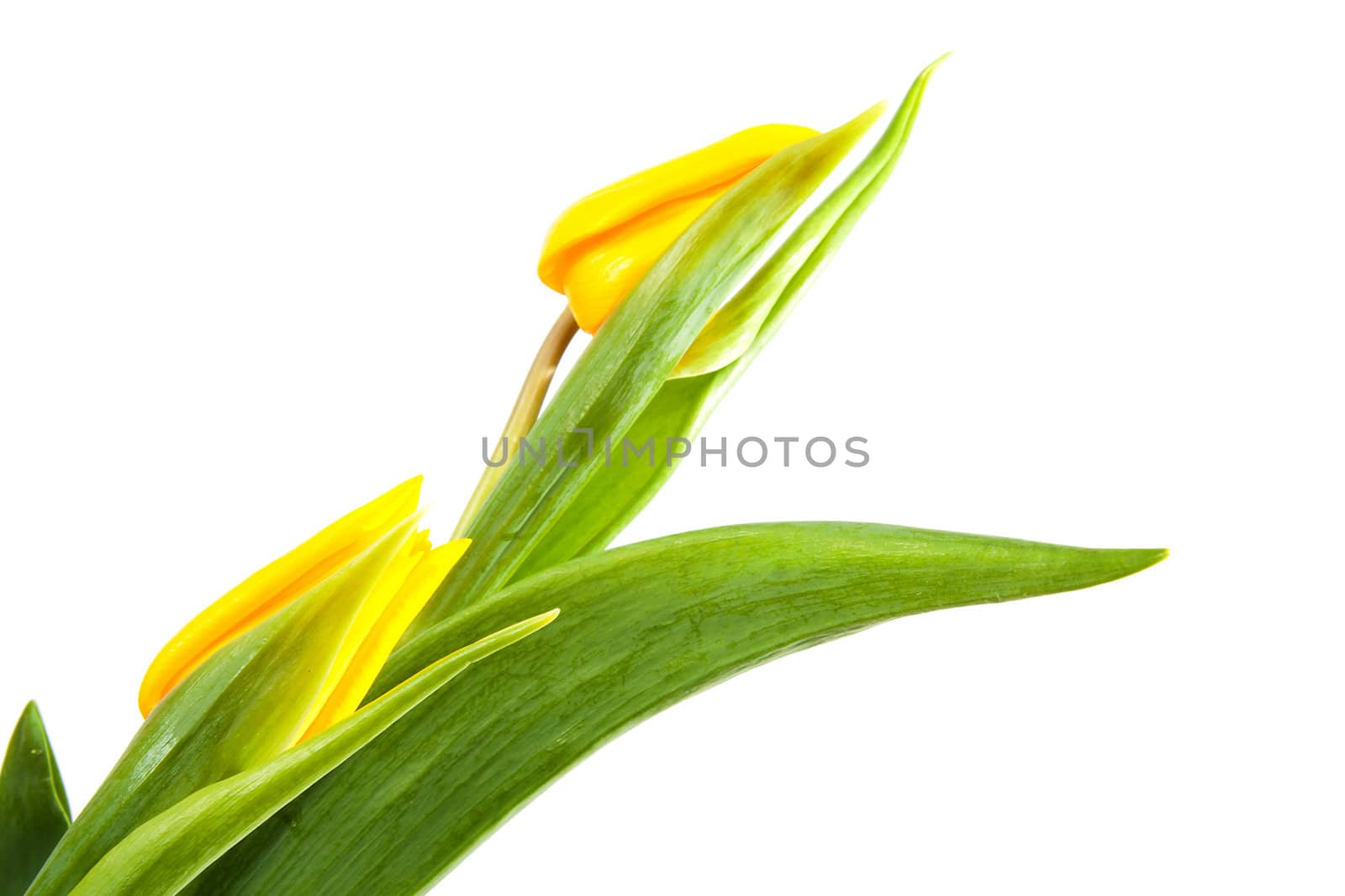 Yellow Dutch tulips in closeup over white background