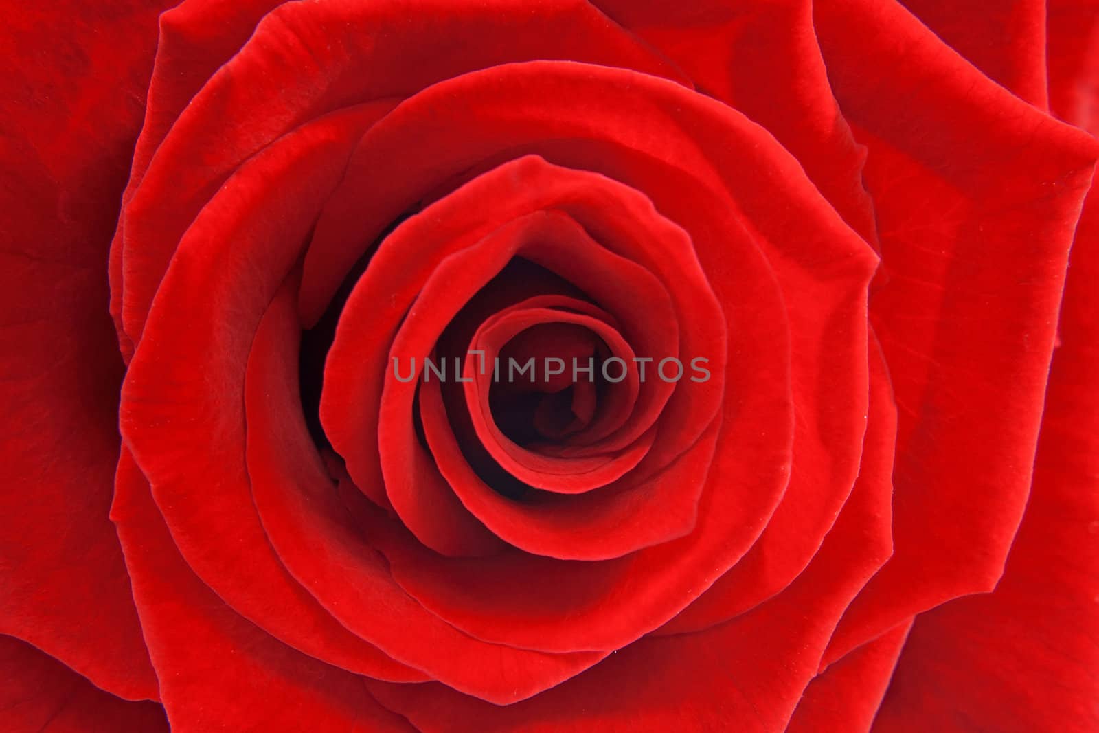 macro of red rose by sannie32