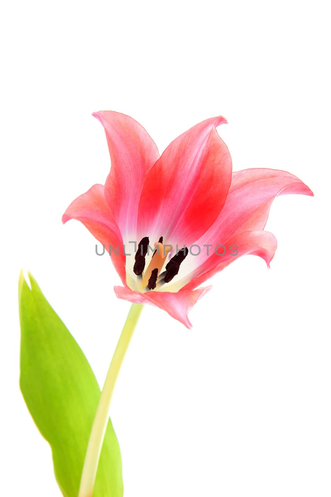 Beautiful pink tulip in closeup over white background