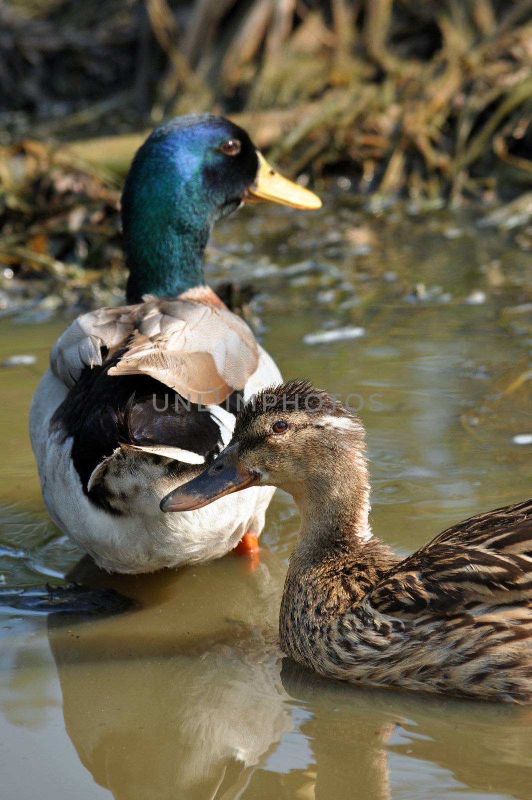 The male birds have a bright green or blue head, while the female's is light brown.