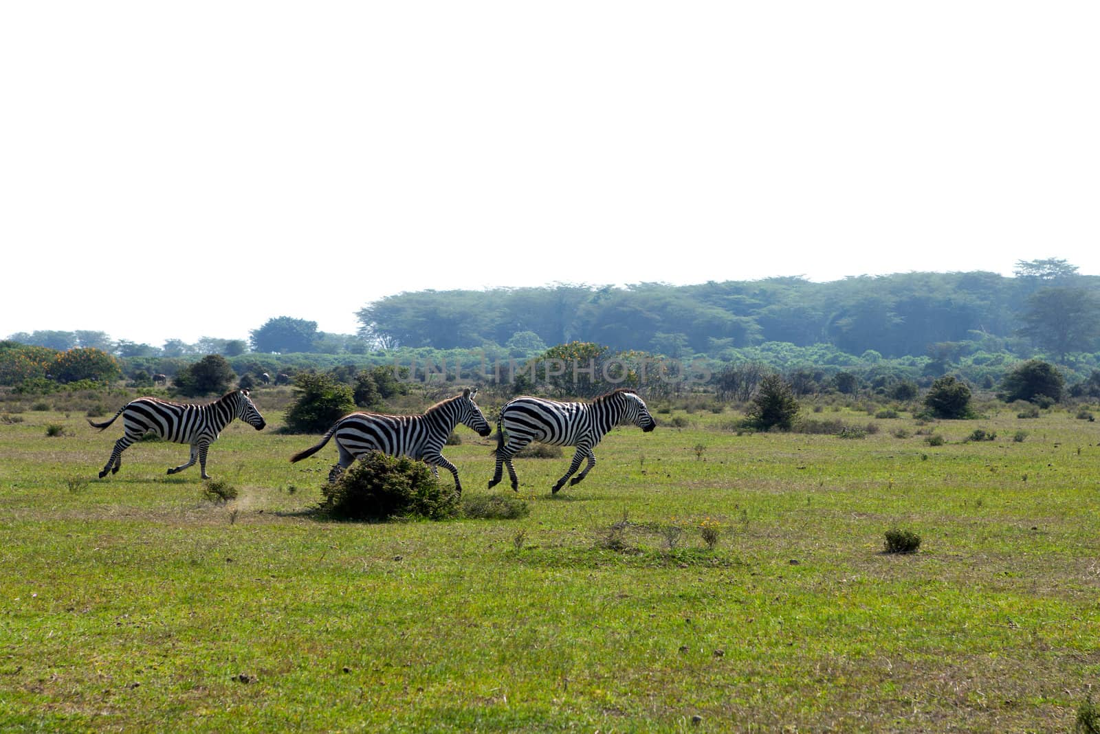 Three running zebra in Kenya Africa