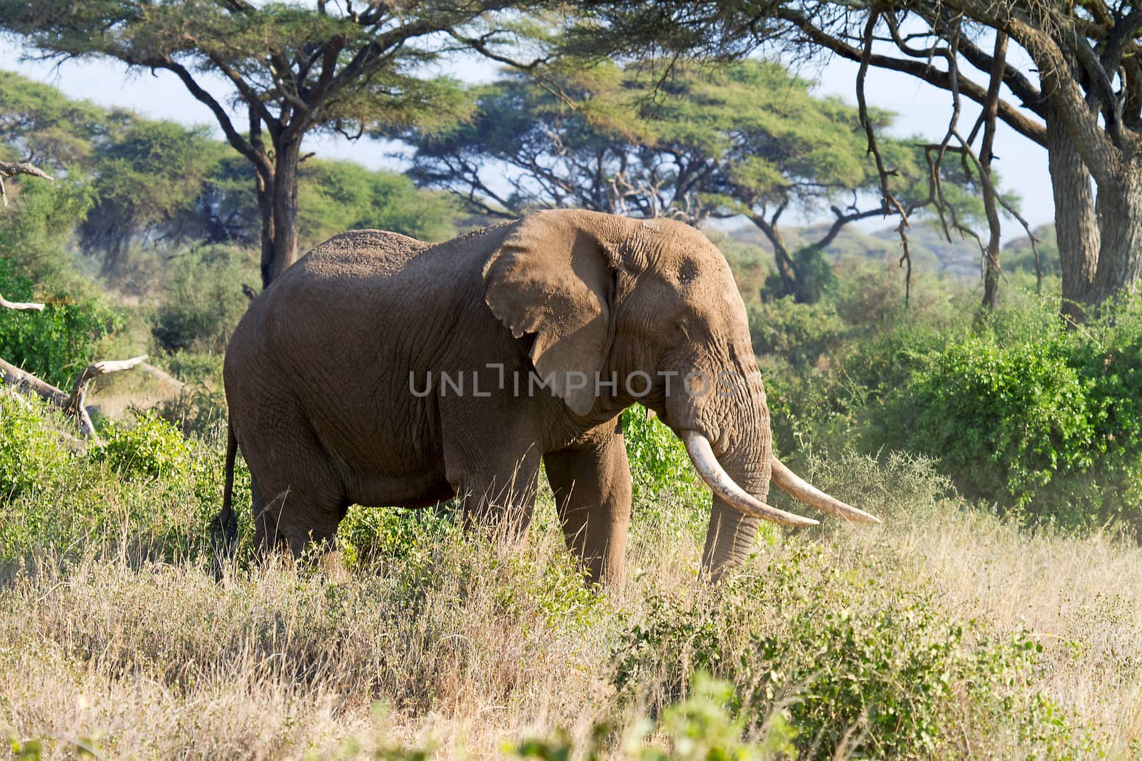 African elephant in reserve Masai Mara Kenya