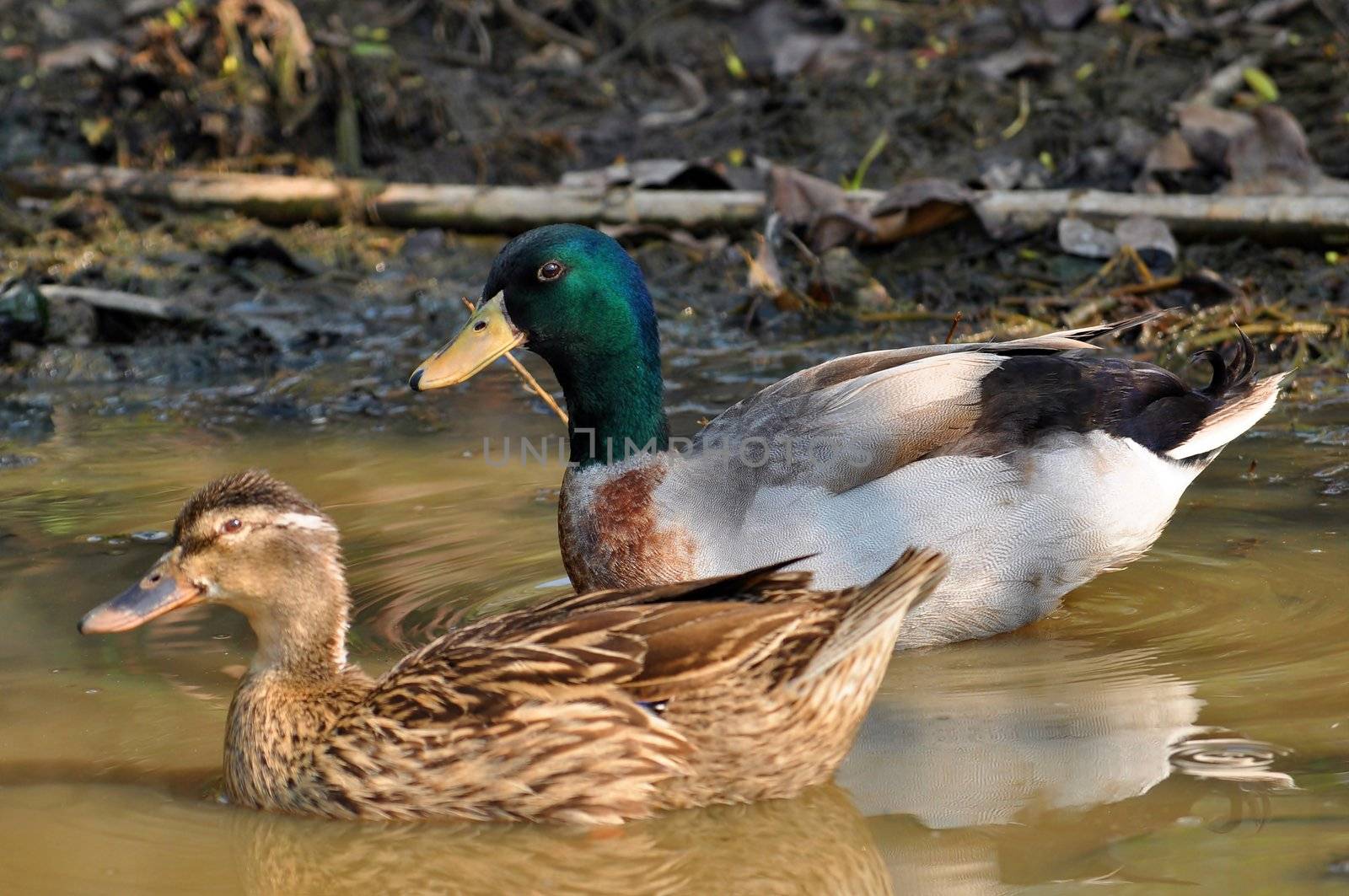 The male birds have a bright green or blue head, while the female's is light brown.