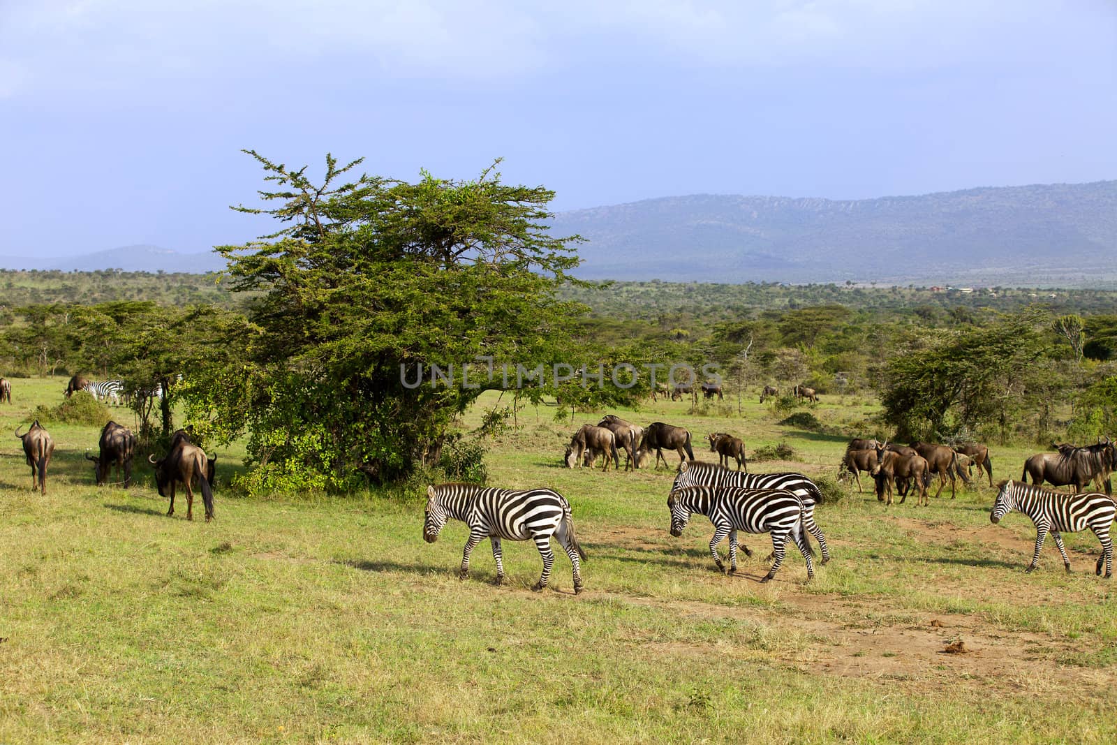 Zebra and wildebeest in Masai Mara Africa