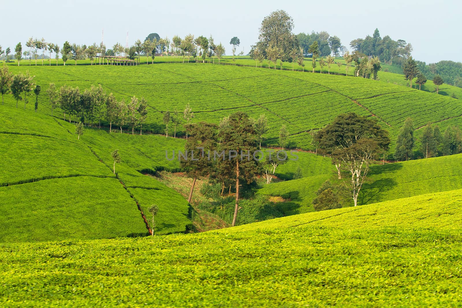 View over tea plantation in Kenya Africa