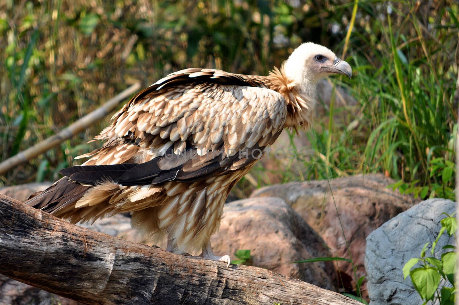 The Himalayan Griffon Vulture is even larger than the European Griffon Vulture. It has a white neck ruff and yellow bill. The whitish body and wing coverts contrast with the dark flight feathers.