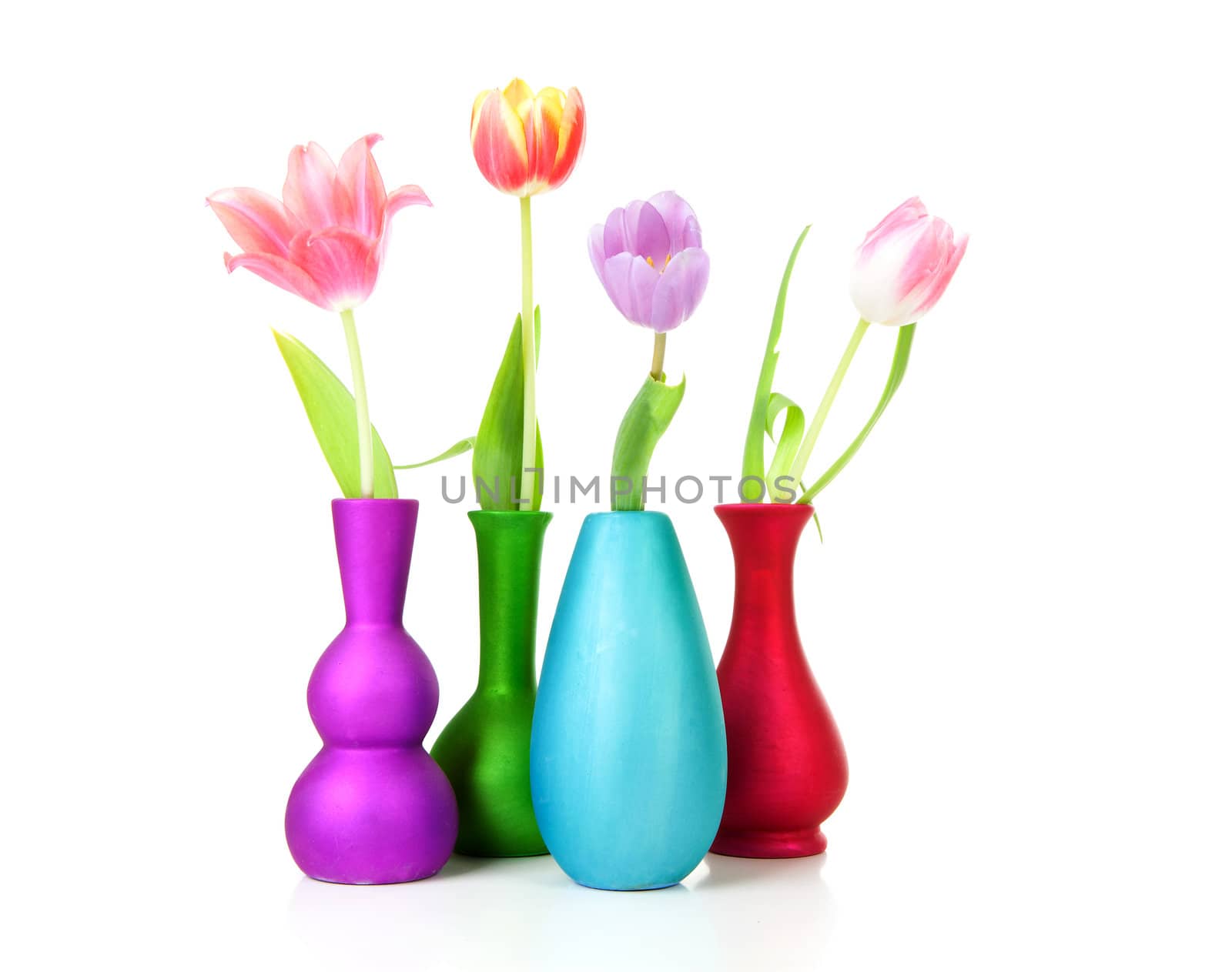 Colorful Dutch tulips in vases over white background
