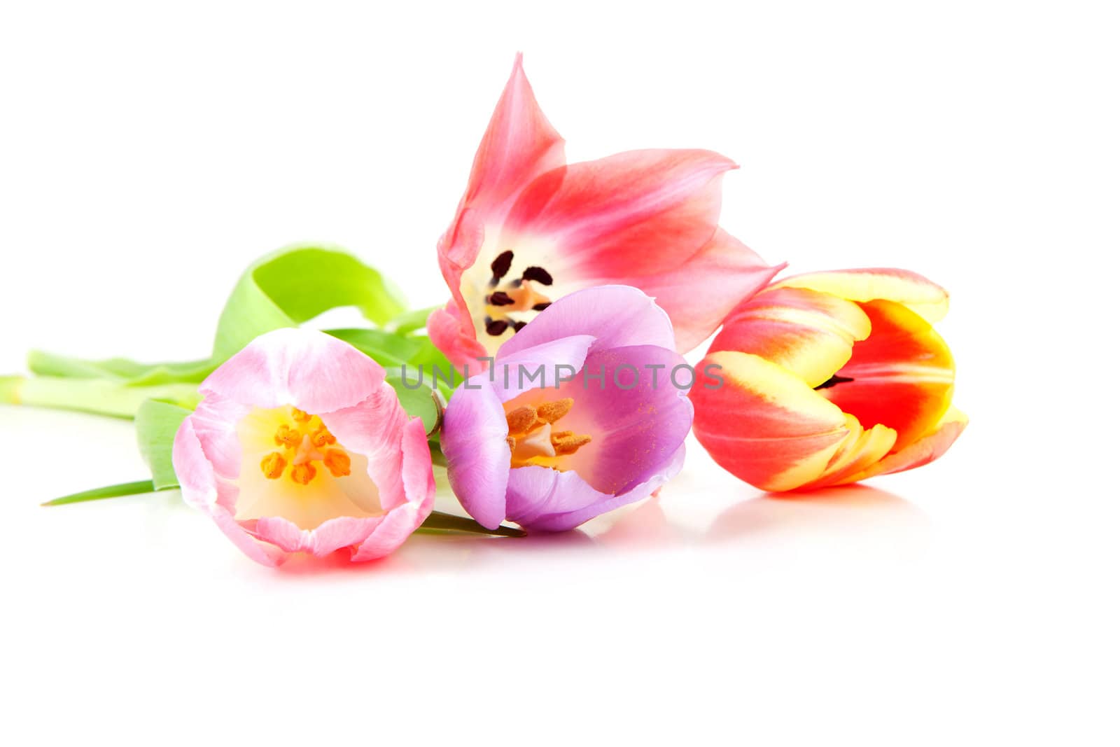 Colorful Dutch tulips in closeup over white background