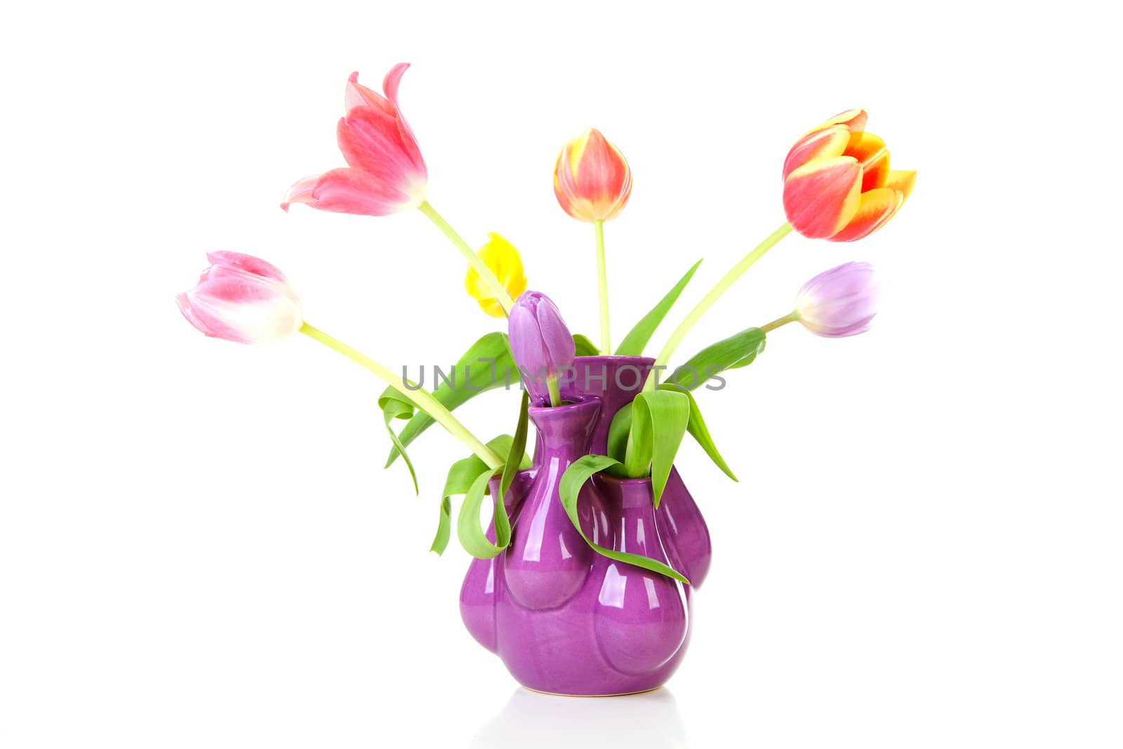 Colorful Dutch tulips in funny vase over white background