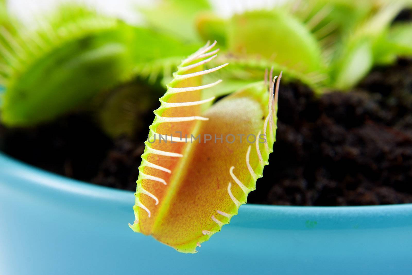 Blue pot with Dionaeaalso known as flytrap in closeup