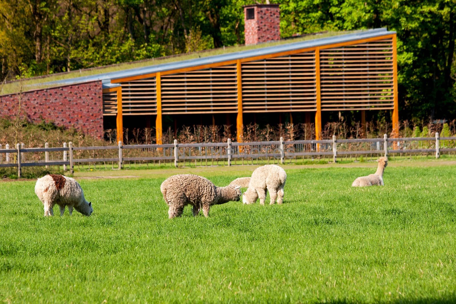 Meadow with grazing sheep