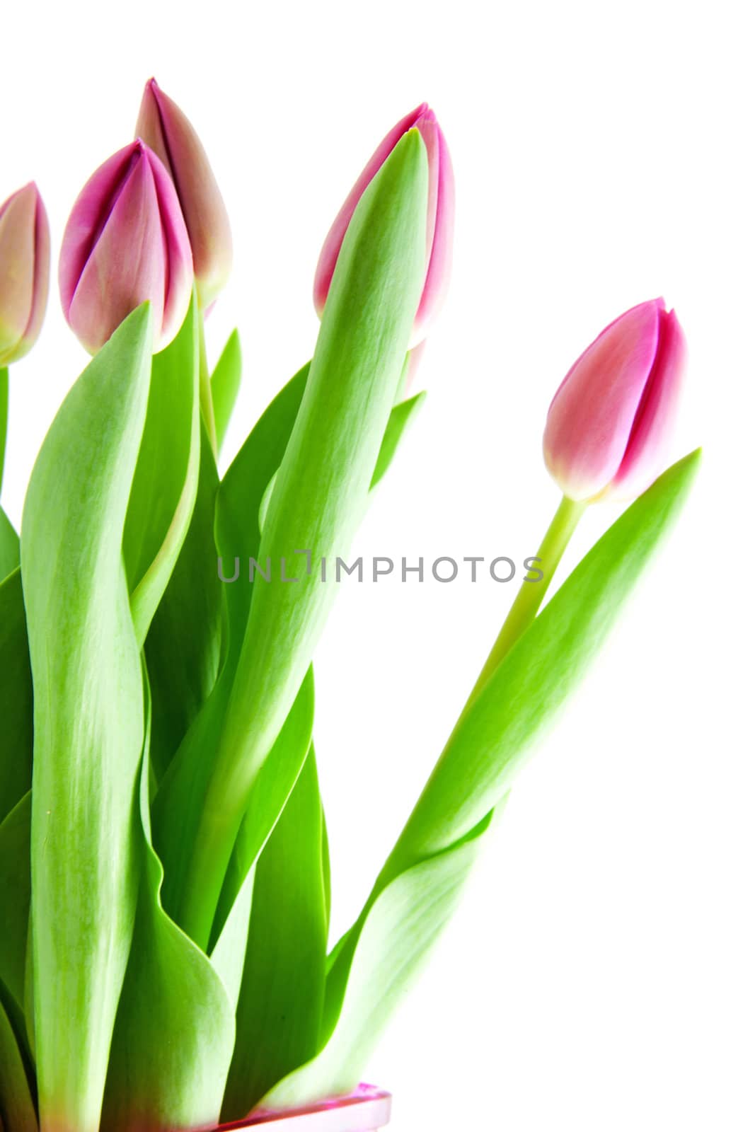 Pink Dutch tulips in closeup over white background