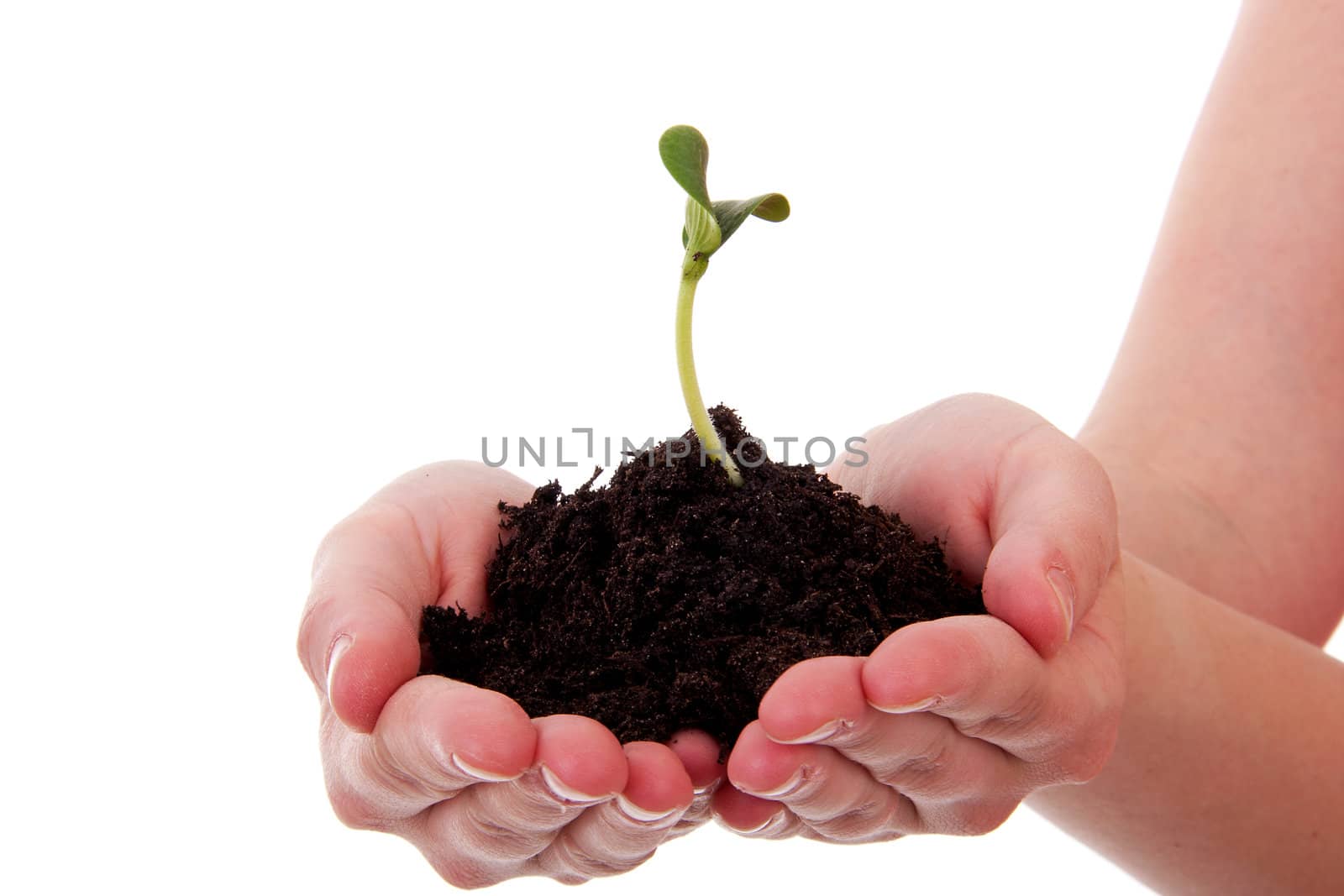 Woman hand is holding Pile of black garden soil with young plant for new life over white background