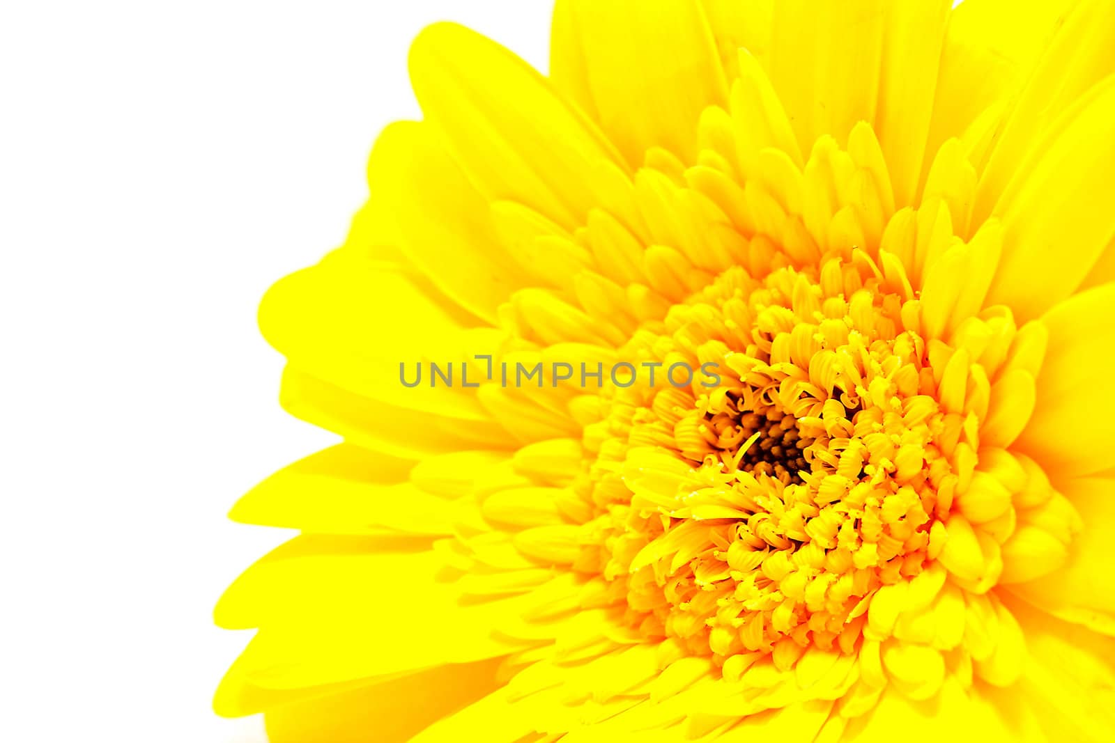 One yellow Gerber flower in closeup over white background