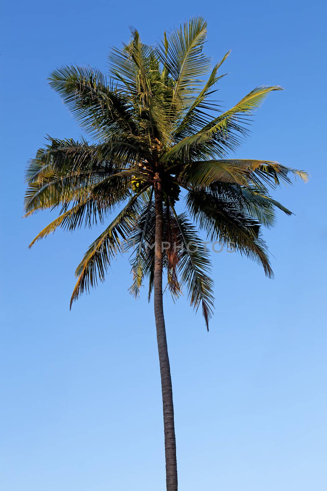 Palmtree against blue sky on sunny day