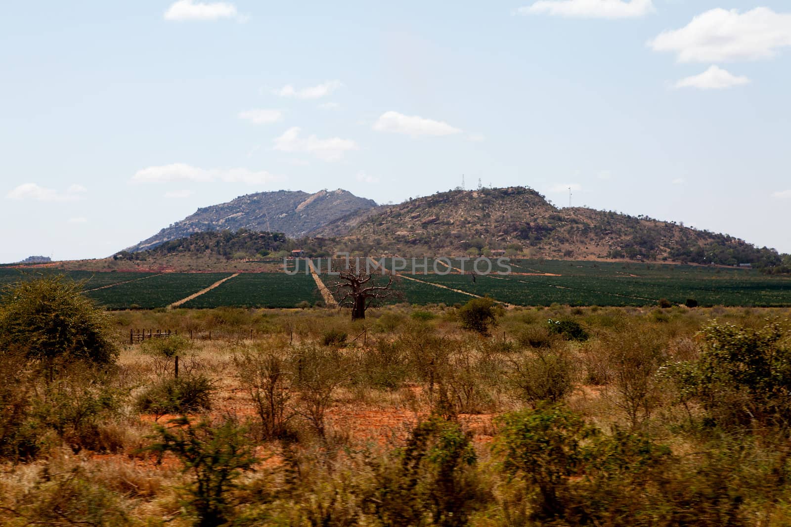 African landscape; Kenya agriculture, trees and mountain 