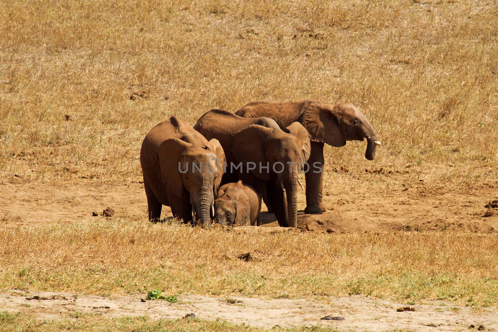 couple of African elephant in Ngulia safari Kenya