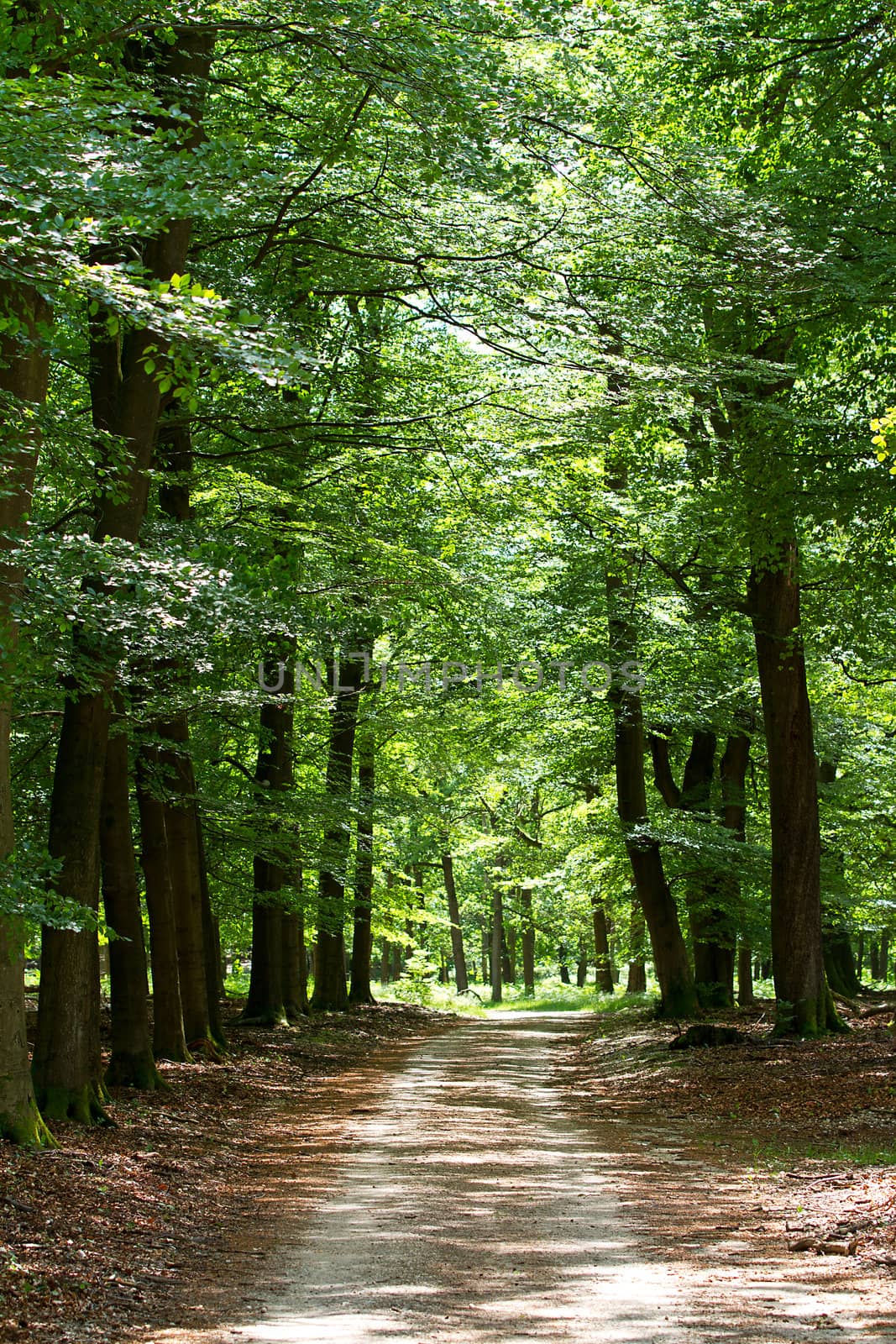 Empty lane is green forest on sunny day