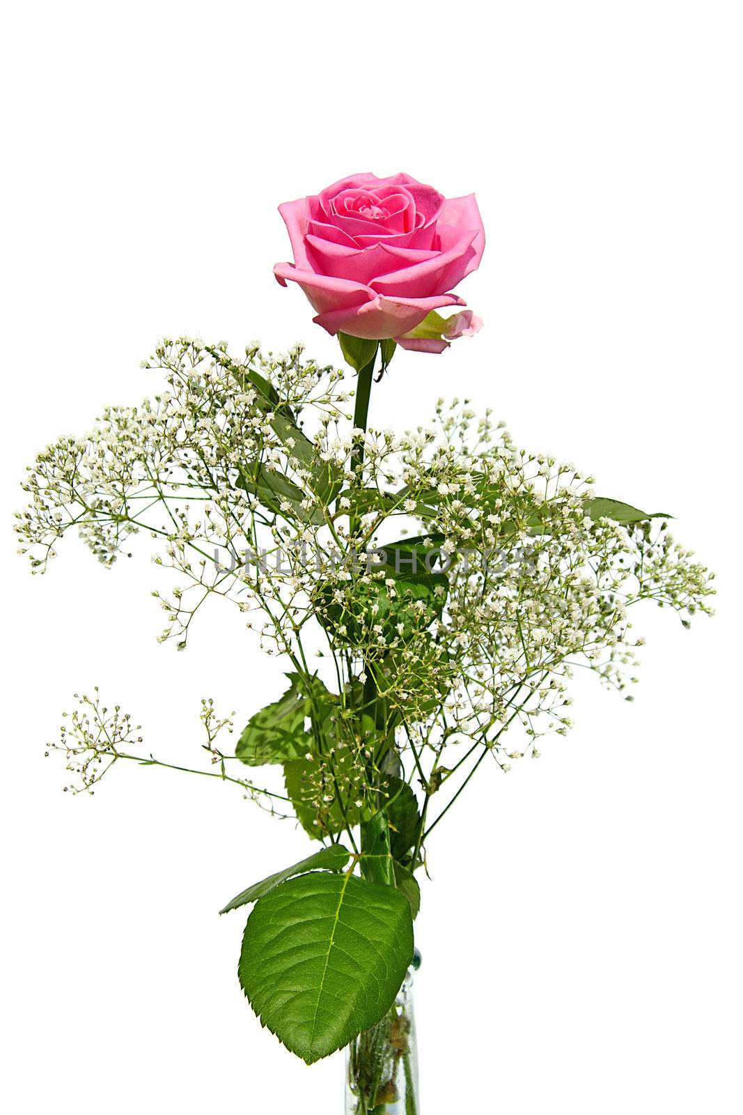 Beautiful pink rose with gypsum herb isolated on white background