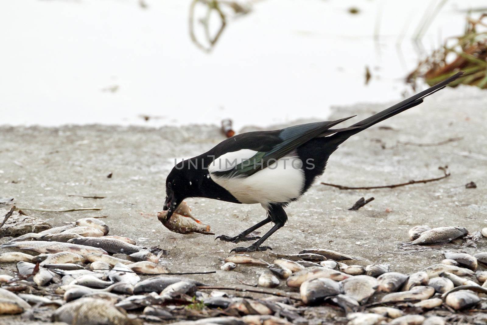 A magpie eating fishes on the shore