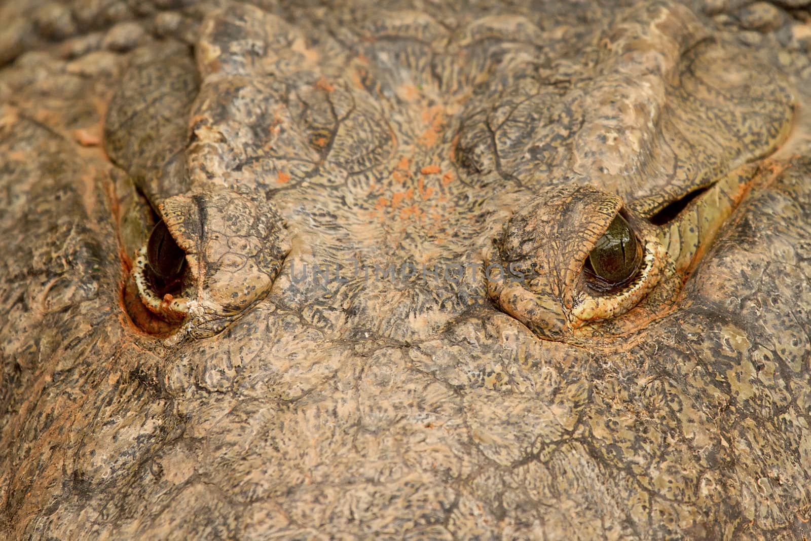 Eyes of crocodile in closeup