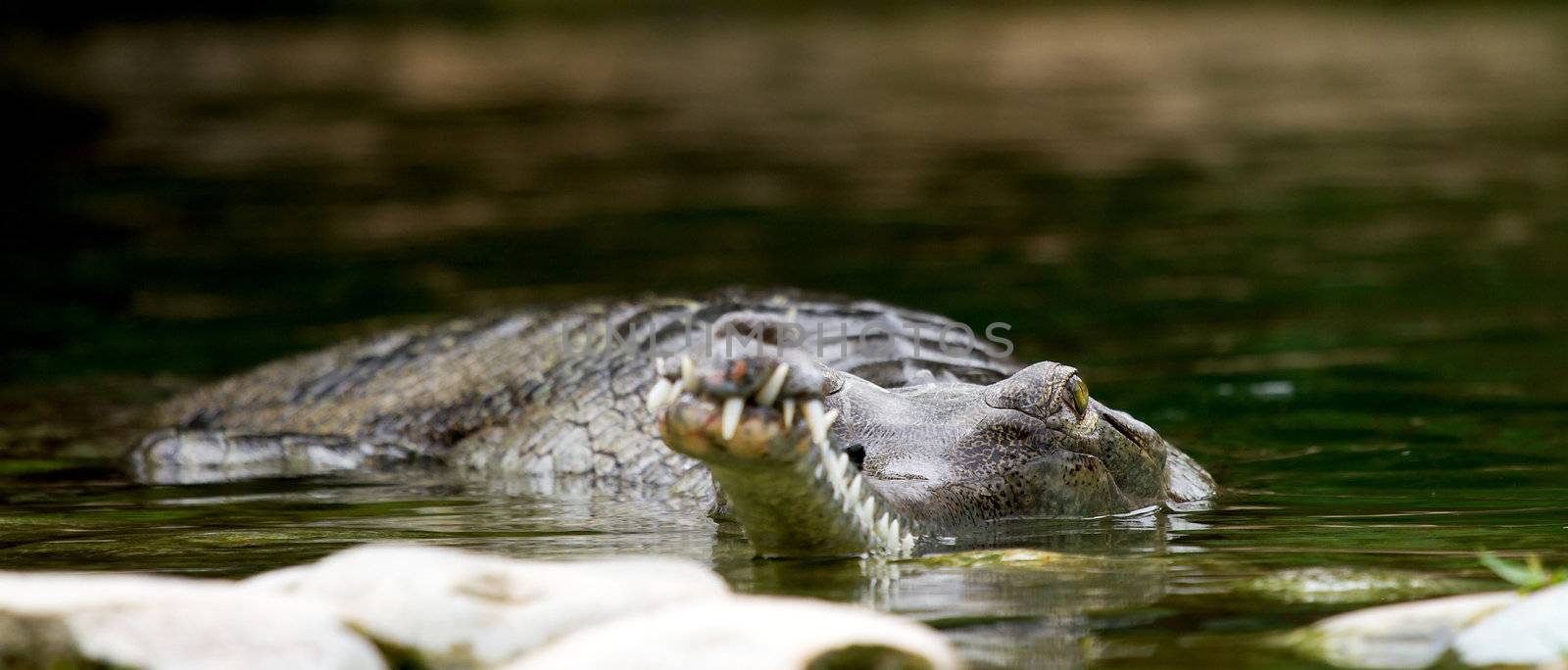 Closeup of crocodile in water