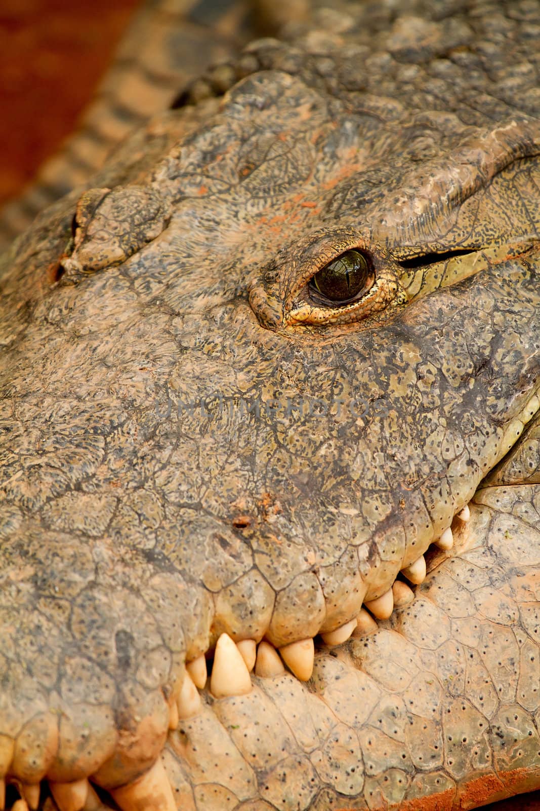 Head of crocodile in closeup