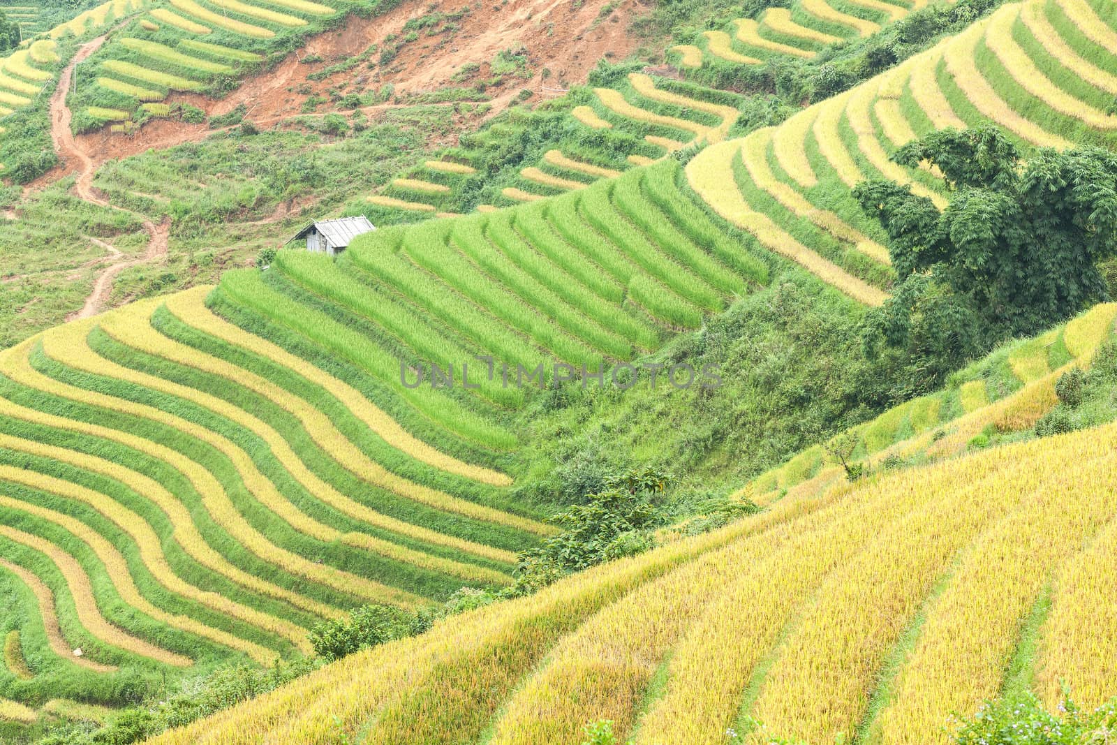 Rice terraces and cottage in the mountains by jame_j@homail.com