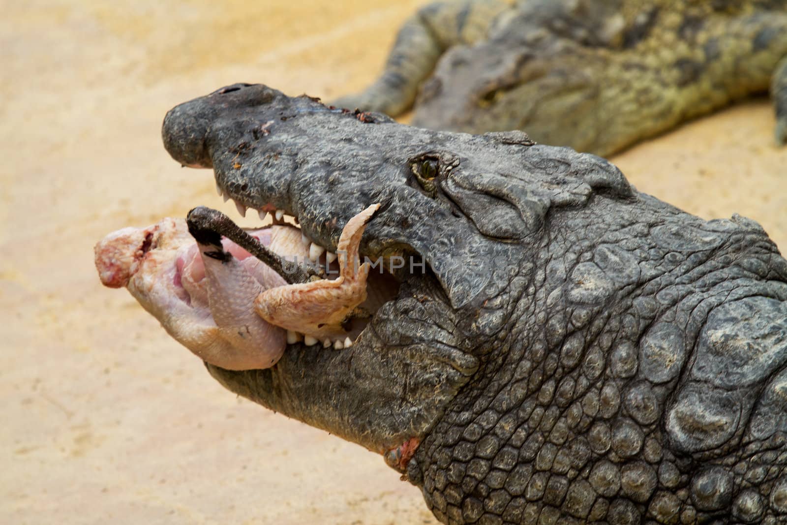 Feeding time; crocodile with food in closeup