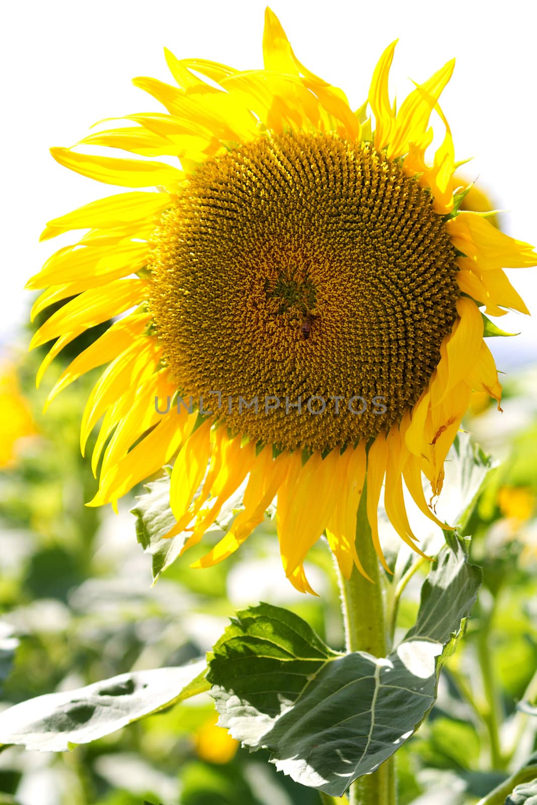 Sunflower in closeup against white sky