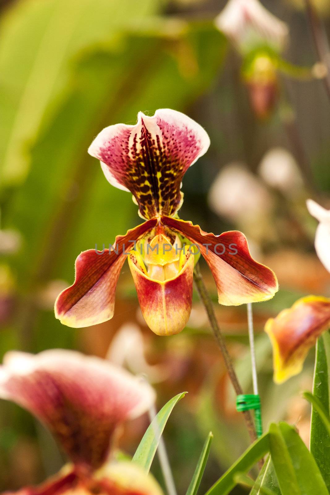 Close up of lady's slipper orchid (Paphiopedilum Callosum).