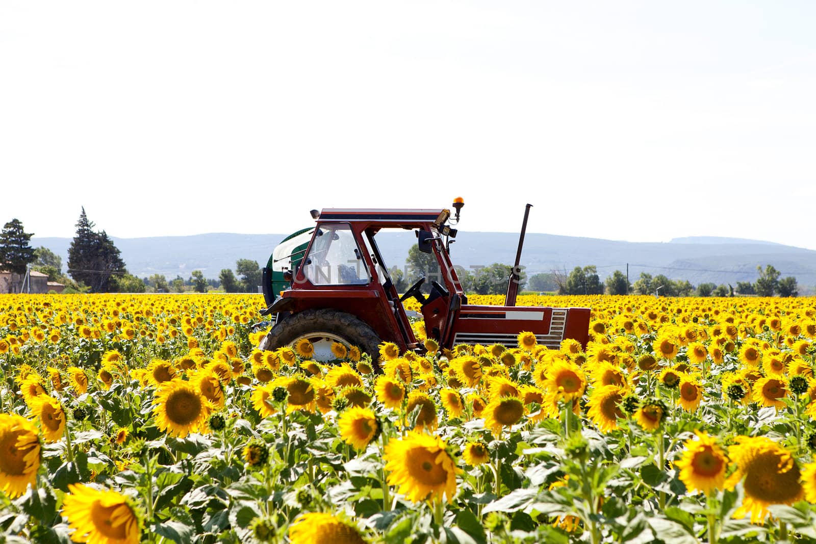 Field with sun flowers and tractor in the south of France
