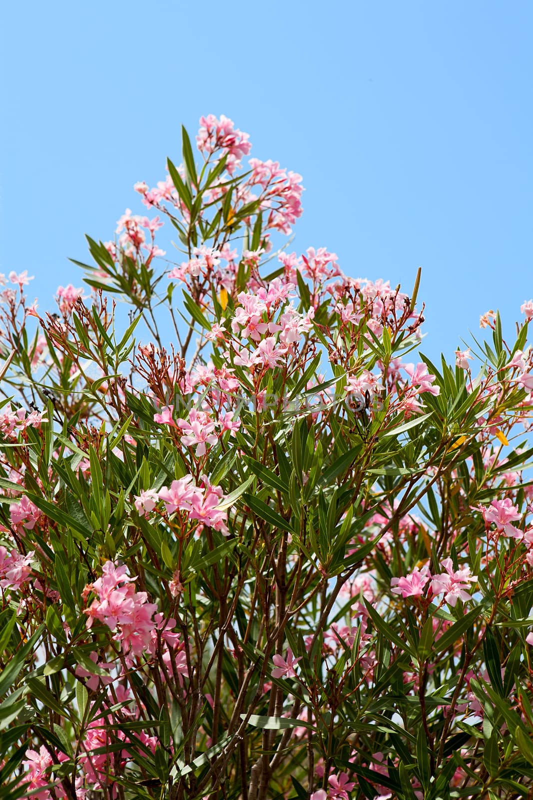 Pink Oleander flowers against blue sky