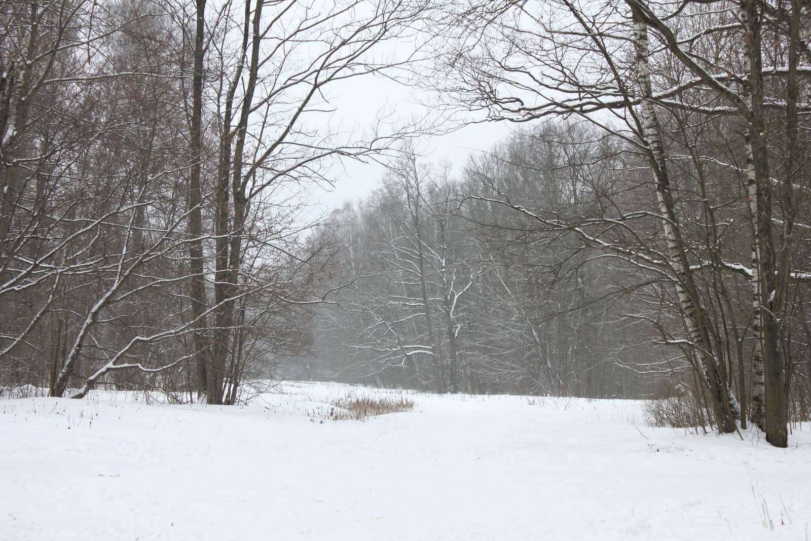 Winter forest landscape.